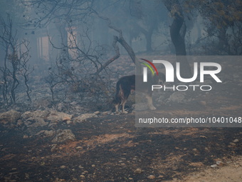 A stray dog walks among the burnt trees during the fire on Mount Parnitha 22/8/23 (