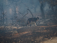 A stray dog walks among the burnt trees during the fire on Mount Parnitha 22/8/23 (