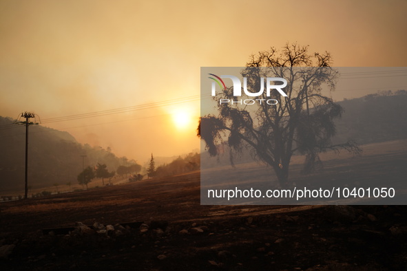 A burnt tree during the wildfire in Mountain Parnitha. 22/8/23 