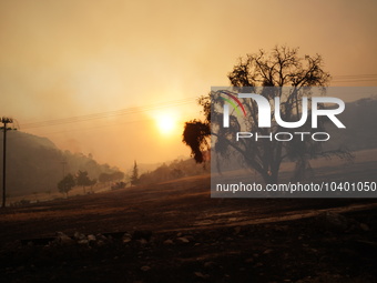 A burnt tree during the wildfire in Mountain Parnitha. 22/8/23 (