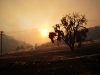 A burnt tree during the wildfire in Mountain Parnitha. 22/8/23 (