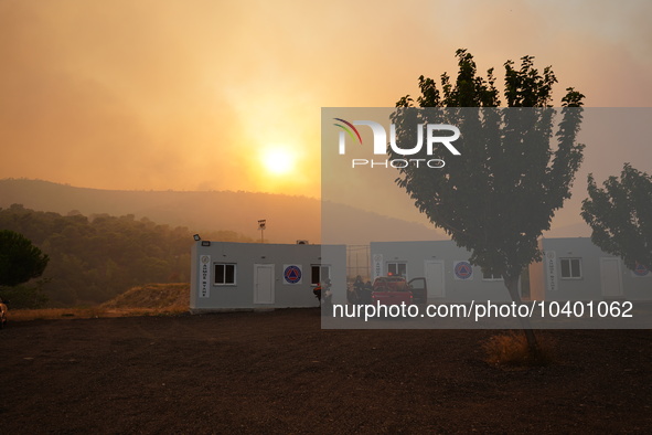 A burnt tree during the wildfire at Mountain Parnitha in Athens 22/8/23 