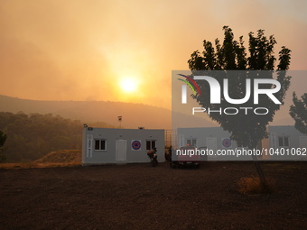 A burnt tree during the wildfire at Mountain Parnitha in Athens 22/8/23 (