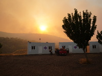 A burnt tree during the wildfire at Mountain Parnitha in Athens 22/8/23 (