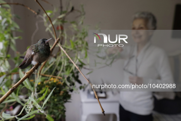 In the background, Catia Lattouf, health coucher, rescuer and hummingbird keeper, inside her apartment in Mexico City. 