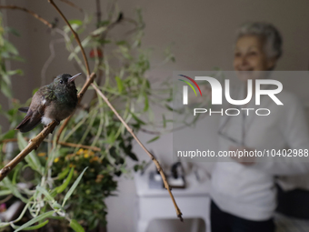 In the background, Catia Lattouf, health coucher, rescuer and hummingbird keeper, inside her apartment in Mexico City. (