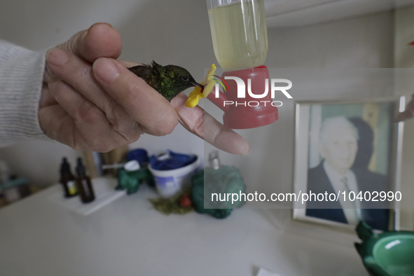 Catia Lattouf, health coucher, hummingbird rescuer and keeper, brings a hummingbird close to a drinker inside her apartment in Mexico City. 