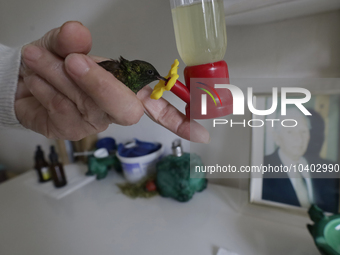 Catia Lattouf, health coucher, hummingbird rescuer and keeper, brings a hummingbird close to a drinker inside her apartment in Mexico City....