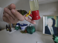 Catia Lattouf, health coucher, hummingbird rescuer and keeper, brings a hummingbird close to a drinker inside her apartment in Mexico City....