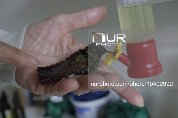 Catia Lattouf, health coucher, hummingbird rescuer and keeper, brings a hummingbird close to a drinker inside her apartment in Mexico City. 