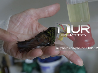 Catia Lattouf, health coucher, hummingbird rescuer and keeper, brings a hummingbird close to a drinker inside her apartment in Mexico City....