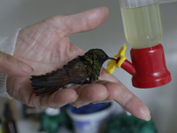 Catia Lattouf, health coucher, hummingbird rescuer and keeper, brings a hummingbird close to a drinker inside her apartment in Mexico City....