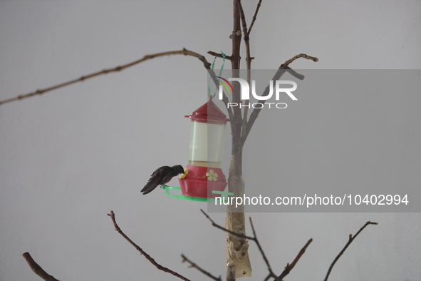 A hummingbird feeds from a drinker installed by Catia Lattouf, health coucher, rescuer and hummingbird keeper, inside her apartment in Mexic...