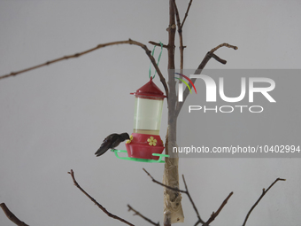 A hummingbird feeds from a drinker installed by Catia Lattouf, health coucher, rescuer and hummingbird keeper, inside her apartment in Mexic...