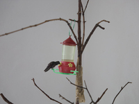 A hummingbird feeds from a drinker installed by Catia Lattouf, health coucher, rescuer and hummingbird keeper, inside her apartment in Mexic...