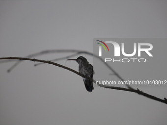 A hummingbird inside the apartment of Catia Lattouf, health coach, rescuer and hummingbird keeper, who lives in Mexico City. (