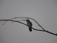 A hummingbird inside the apartment of Catia Lattouf, health coach, rescuer and hummingbird keeper, who lives in Mexico City. (