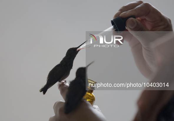 Catia Lattouf, health coucher, hummingbird rescuer and keeper, along with her domestic worker, feed hummingbirds with an eyedropper inside h...