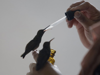 Catia Lattouf, health coucher, hummingbird rescuer and keeper, along with her domestic worker, feed hummingbirds with an eyedropper inside h...