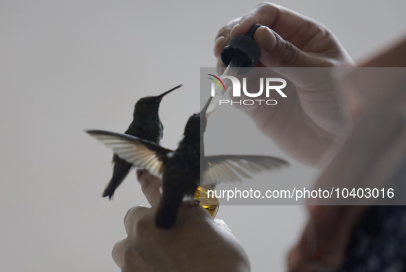 Catia Lattouf, health coucher, hummingbird rescuer and keeper, along with her domestic worker, feed hummingbirds with an eyedropper inside h...