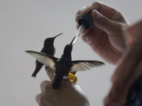 Catia Lattouf, health coucher, hummingbird rescuer and keeper, along with her domestic worker, feed hummingbirds with an eyedropper inside h...