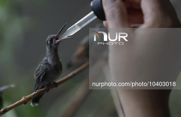 Catia Lattouf, health coucher, hummingbird rescuer and keeper, along with her domestic worker, feed hummingbirds with an eyedropper inside h...