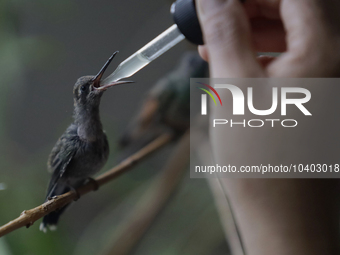 Catia Lattouf, health coucher, hummingbird rescuer and keeper, along with her domestic worker, feed hummingbirds with an eyedropper inside h...