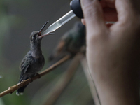 Catia Lattouf, health coucher, hummingbird rescuer and keeper, along with her domestic worker, feed hummingbirds with an eyedropper inside h...