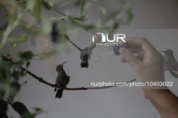 Catia Lattouf, health coucher, hummingbird rescuer and keeper, along with her domestic worker, feed hummingbirds with an eyedropper inside h...