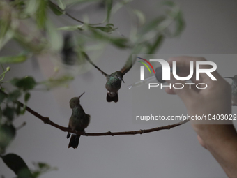 Catia Lattouf, health coucher, hummingbird rescuer and keeper, along with her domestic worker, feed hummingbirds with an eyedropper inside h...