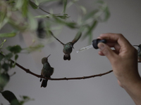 Catia Lattouf, health coucher, hummingbird rescuer and keeper, along with her domestic worker, feed hummingbirds with an eyedropper inside h...