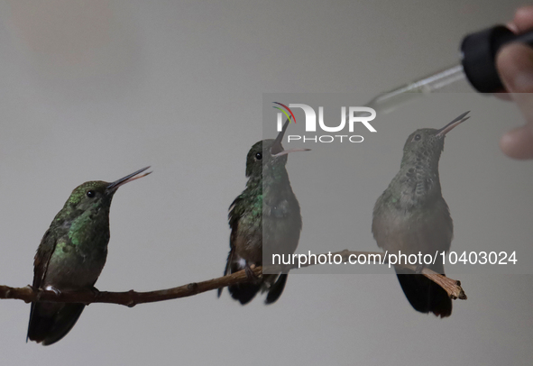 Catia Lattouf, health coucher, hummingbird rescuer and keeper, along with her domestic worker, feed hummingbirds with an eyedropper inside h...