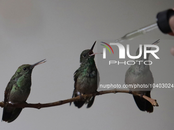 Catia Lattouf, health coucher, hummingbird rescuer and keeper, along with her domestic worker, feed hummingbirds with an eyedropper inside h...