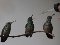 Catia Lattouf, health coucher, hummingbird rescuer and keeper, along with her domestic worker, feed hummingbirds with an eyedropper inside h...