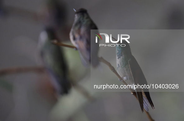 Hummingbirds inside the apartment of Catia Lattouf, health coach, rescuer and hummingbird keeper, who lives in Mexico City. 