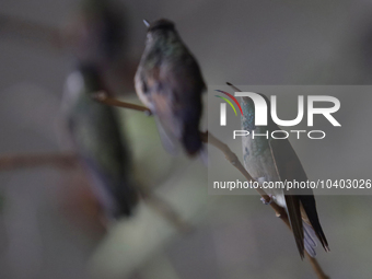 Hummingbirds inside the apartment of Catia Lattouf, health coach, rescuer and hummingbird keeper, who lives in Mexico City. (