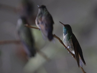 Hummingbirds inside the apartment of Catia Lattouf, health coach, rescuer and hummingbird keeper, who lives in Mexico City. (