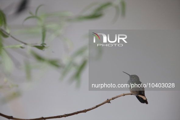 A hummingbird inside the apartment of Catia Lattouf, health coach, rescuer and hummingbird keeper, who lives in Mexico City. 