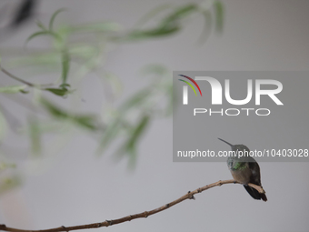 A hummingbird inside the apartment of Catia Lattouf, health coach, rescuer and hummingbird keeper, who lives in Mexico City. (