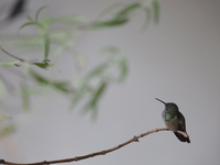 A hummingbird inside the apartment of Catia Lattouf, health coach, rescuer and hummingbird keeper, who lives in Mexico City. (