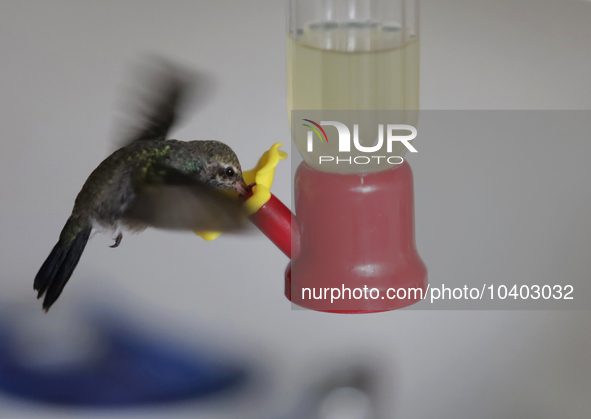 A hummingbird feeds from a drinker installed by Catia Lattouf, health coucher, rescuer and hummingbird keeper, inside her apartment in Mexic...