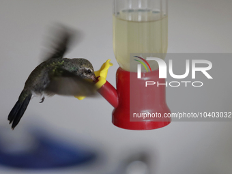 A hummingbird feeds from a drinker installed by Catia Lattouf, health coucher, rescuer and hummingbird keeper, inside her apartment in Mexic...