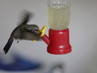 A hummingbird feeds from a drinker installed by Catia Lattouf, health coucher, rescuer and hummingbird keeper, inside her apartment in Mexic...