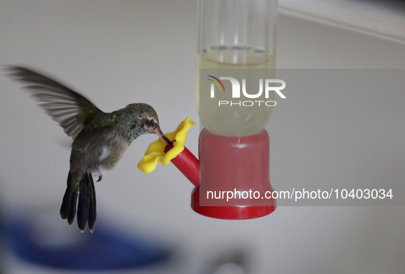 A hummingbird feeds from a drinker installed by Catia Lattouf, health coucher, rescuer and hummingbird keeper, inside her apartment in Mexic...