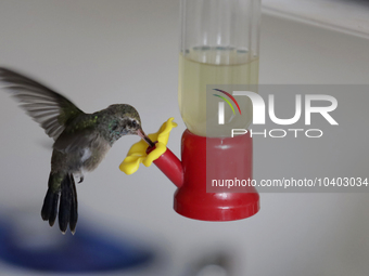 A hummingbird feeds from a drinker installed by Catia Lattouf, health coucher, rescuer and hummingbird keeper, inside her apartment in Mexic...