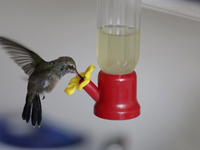 A hummingbird feeds from a drinker installed by Catia Lattouf, health coucher, rescuer and hummingbird keeper, inside her apartment in Mexic...