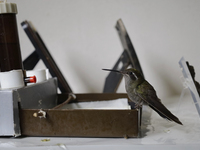 Hummingbird inside the apartment of Catia Lattouf, health coach, rescuer and hummingbird keeper, who lives in Mexico City. (