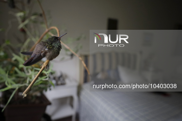 Hummingbird inside the apartment of Catia Lattouf, health coach, rescuer and hummingbird keeper, who lives in Mexico City. 