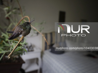 Hummingbird inside the apartment of Catia Lattouf, health coach, rescuer and hummingbird keeper, who lives in Mexico City. (