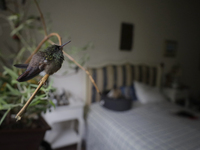 Hummingbird inside the apartment of Catia Lattouf, health coach, rescuer and hummingbird keeper, who lives in Mexico City. (